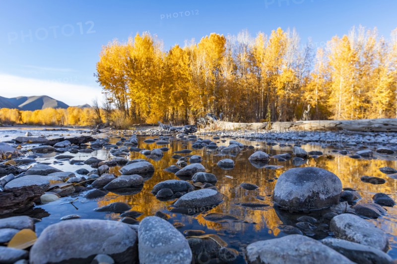 Wet rocks in Big Wood River and yellow trees in Autumn