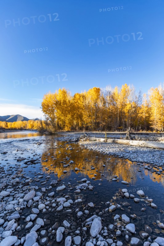 Big Wood River and yellow trees in Autumn
