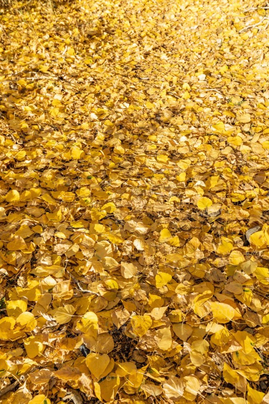 Yellow Autumn leaves on ground