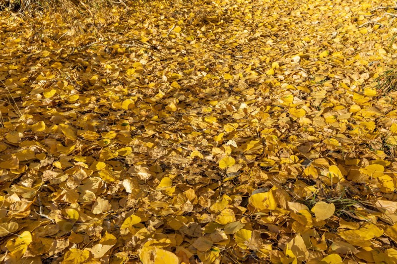 Yellow Autumn leaves on ground
