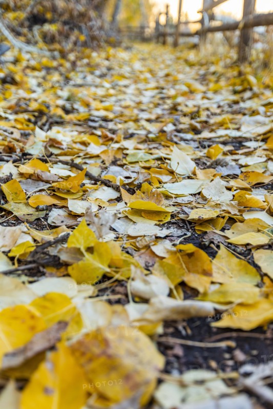 Close-up of footpath covered with yellow Autumn leaves