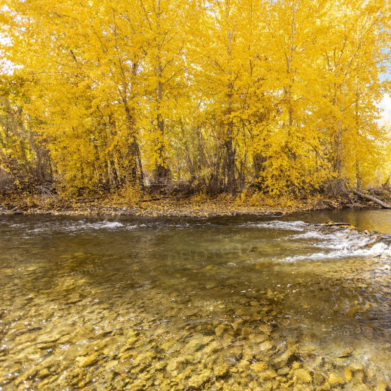 Big Wood River reflecting yellow Autumn trees