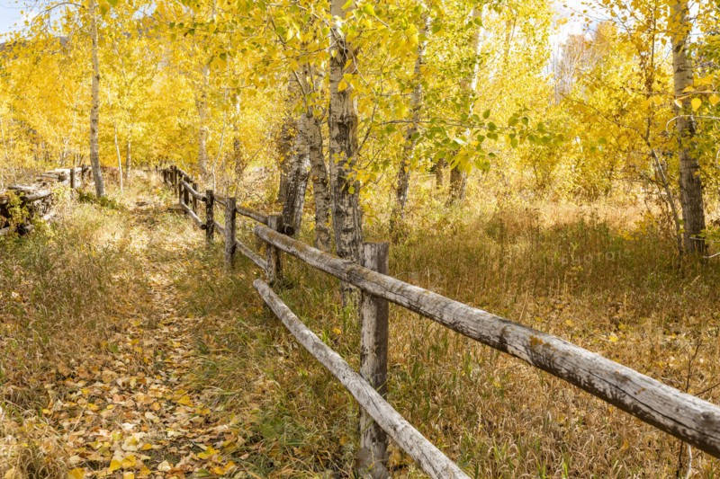 Wooden fence in Autumn forest