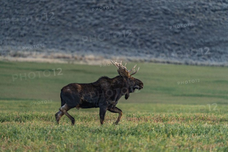 Bull moose standing in grassy field