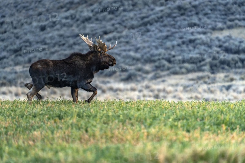 Bull moose standing in grassy field