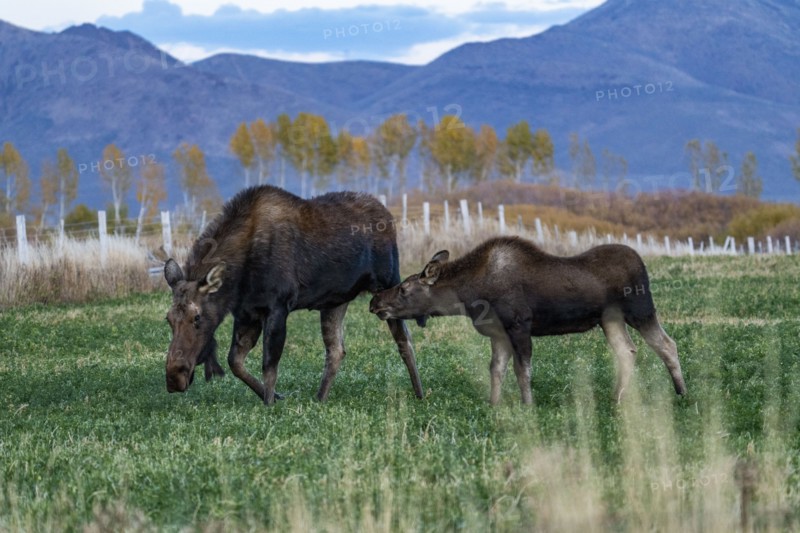 Moose (Alces alces) cow and calf grazing in field