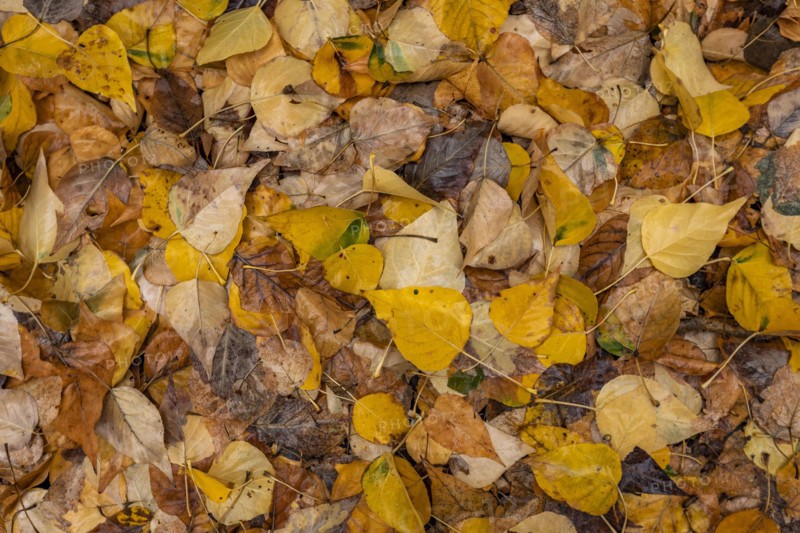 Close-up of yellow autumn leaves