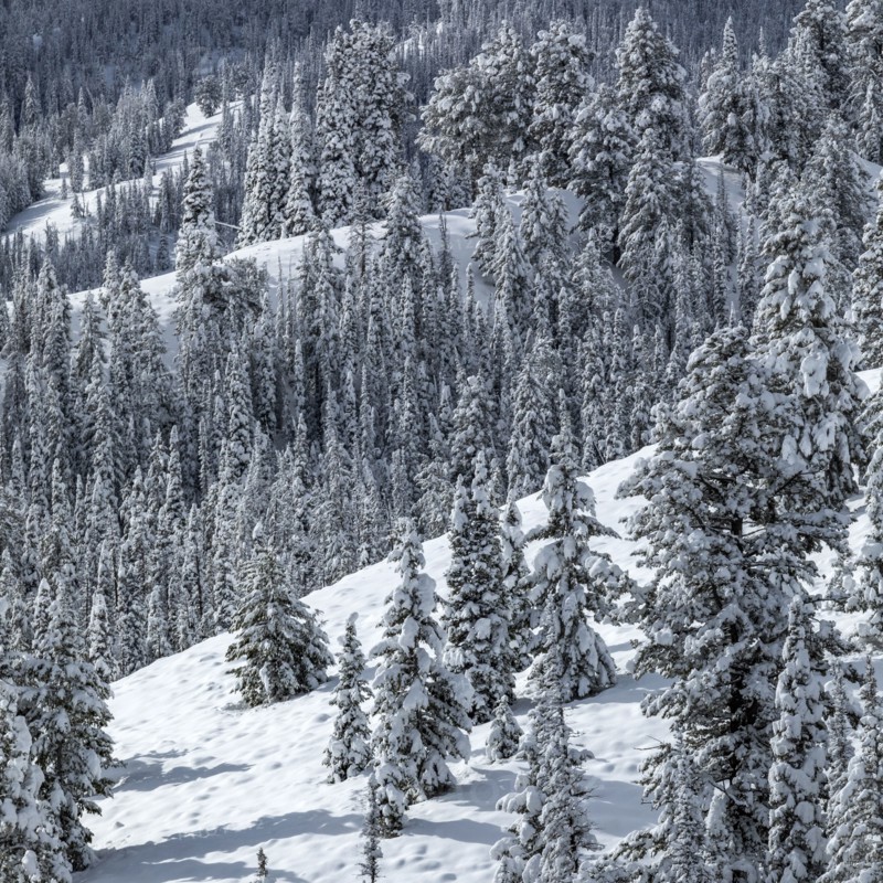 Mountain landscape and forest in winter