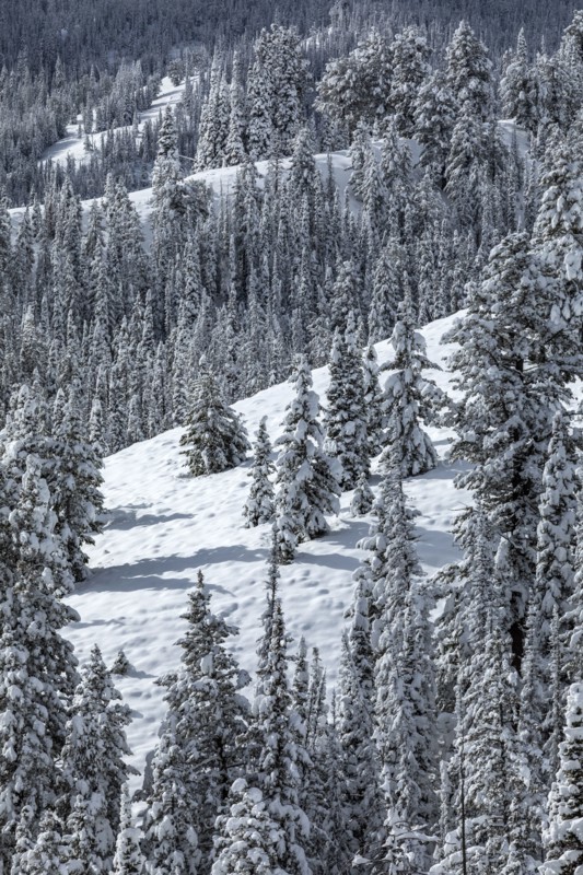 Mountain landscape and forest in winter