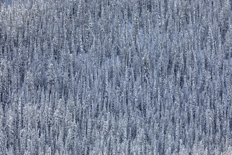 Dense snowy forest in winter