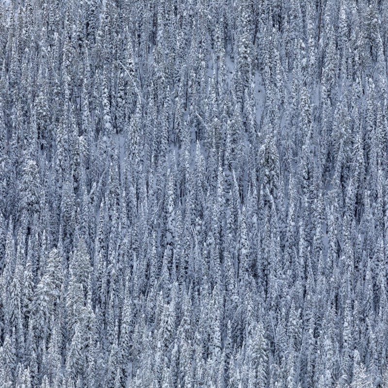 Dense snowy forest in winter