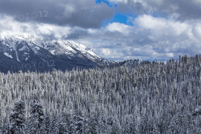 Mountain landscape and forest in winter