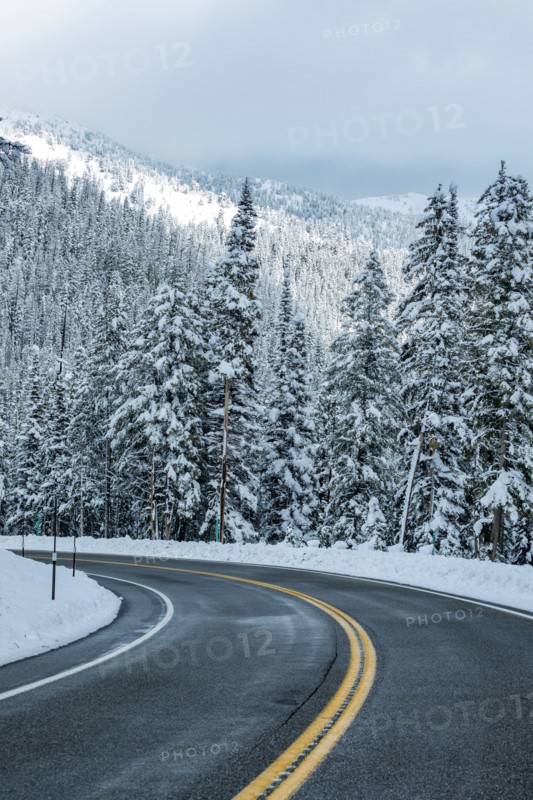 Road through winter forest