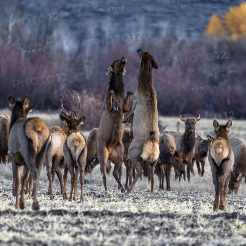 Cow elks fighting among elk herd
