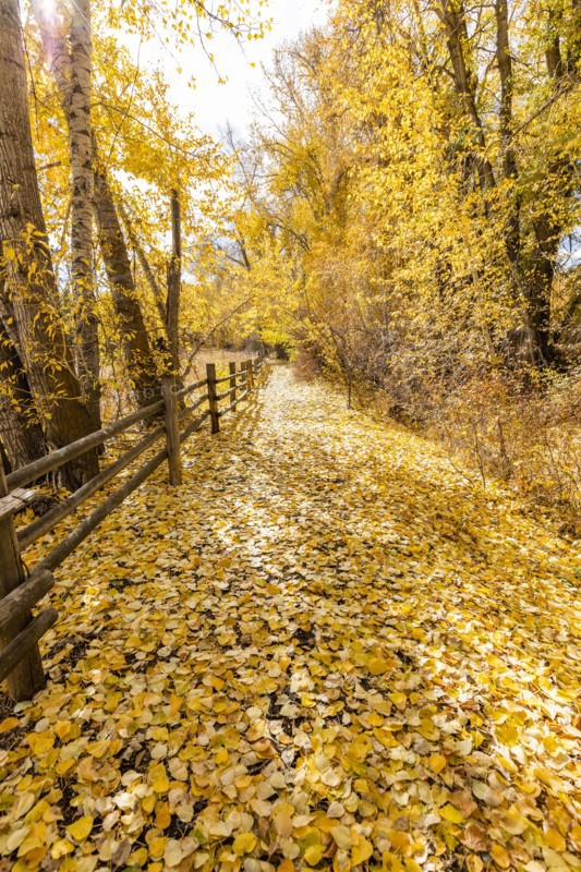 Footpath though yellow autumn foliage