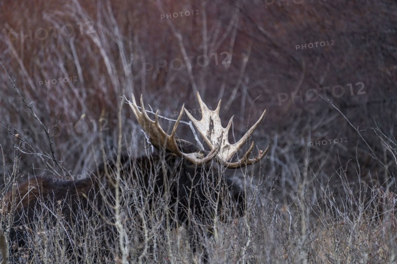 Bull moose walking trough bushes