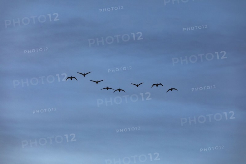 Trumpeter swans