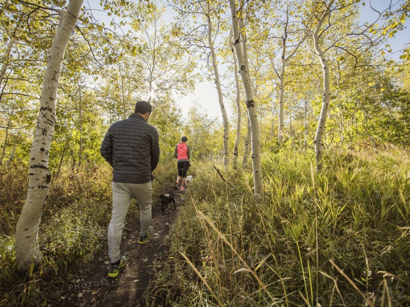 Rear view of couple with two dogs walking in forest