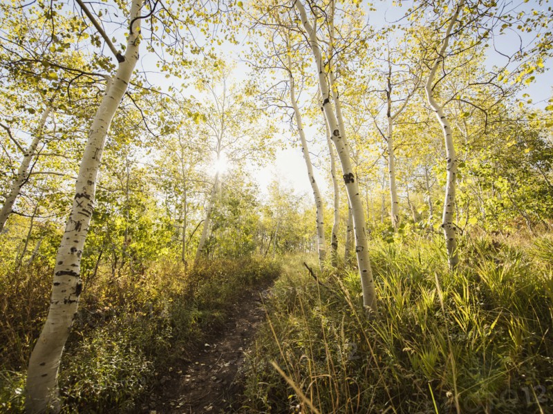 Footpath in forest on sunny day