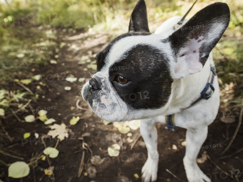 Close-up of black and white French bulldog on footpath