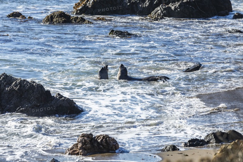 San Simeon, Bull Elephant Seals fighting in surf