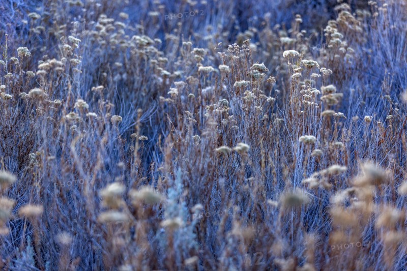 Close-up of wild grasses