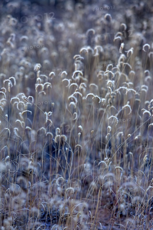 Close-up of wild grasses