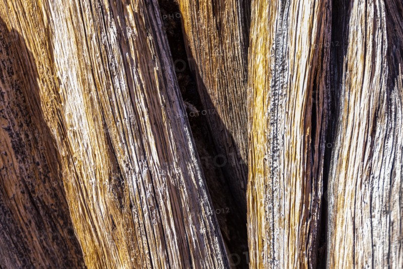 Dry tree trunk with striped pattern