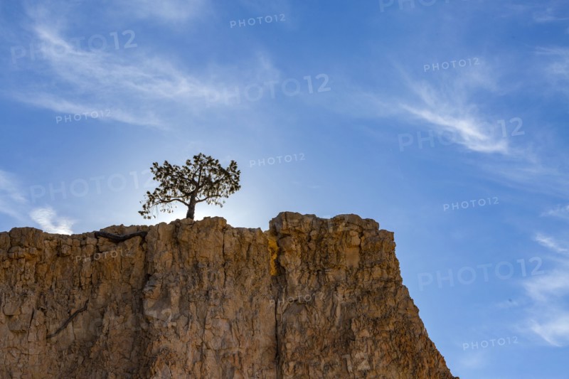 Single tree on canyon edge