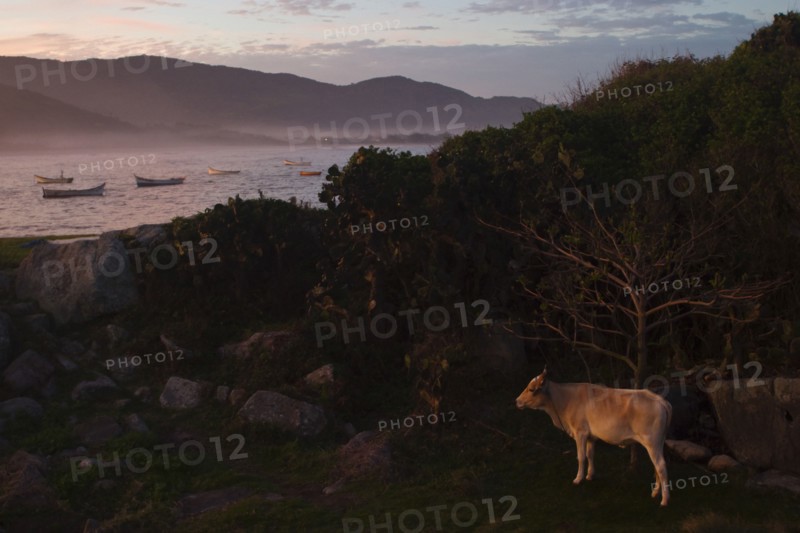 Armacao, Cow grazing near fishing village