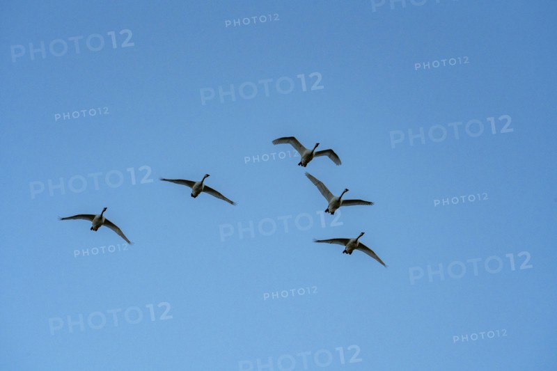 Flock of birds against blue sky