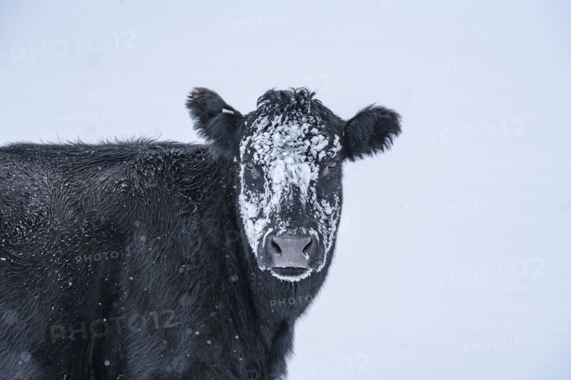 Cow with snow on its head in winter