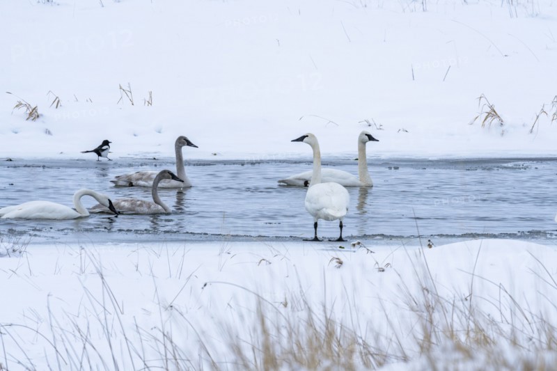Trumpeter swans