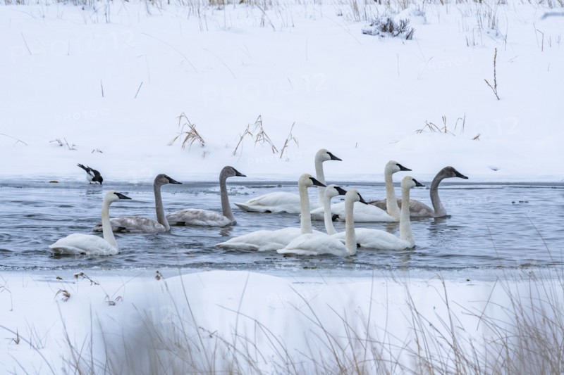 Trumpeter swans