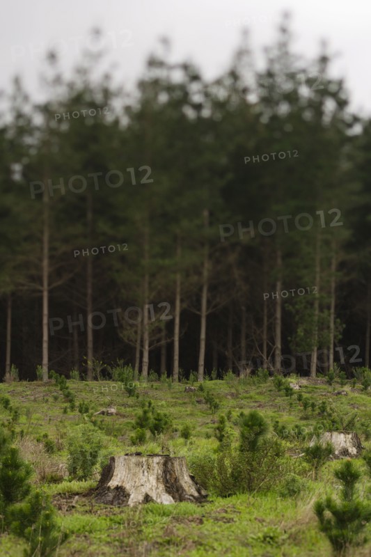 Pine trees planted to replace cut forest