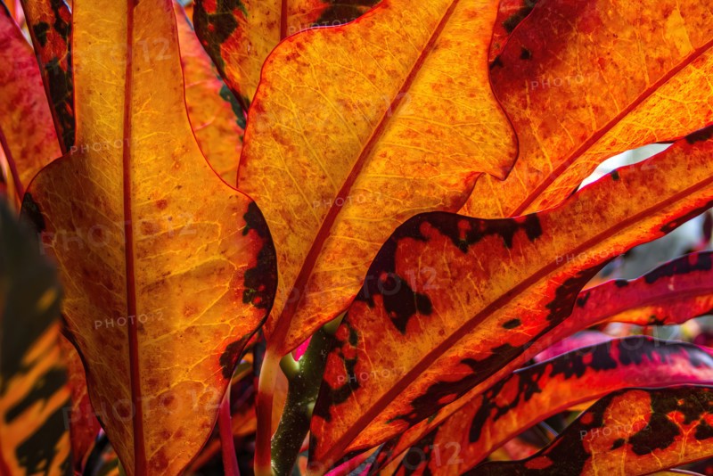 Close-up of bunch of orange palm leaves