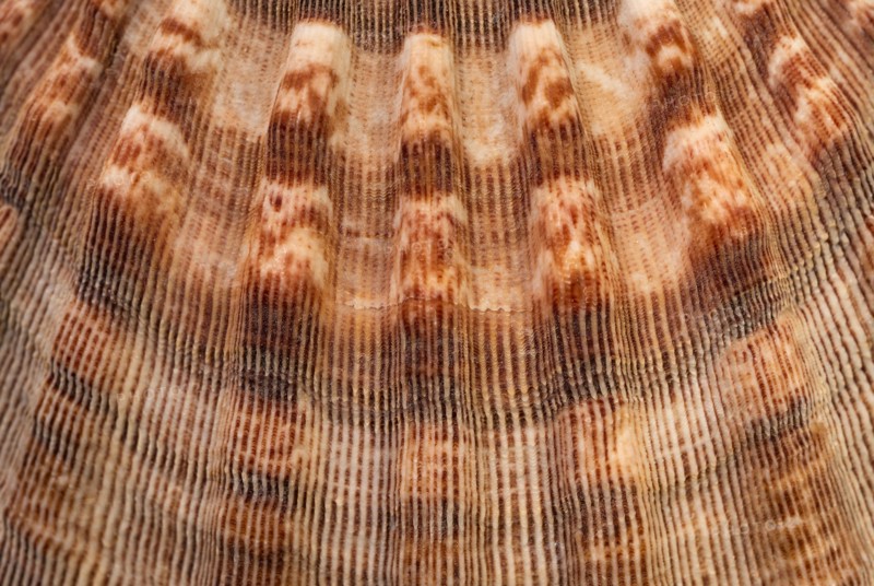 Extreme close-up of sea shell
