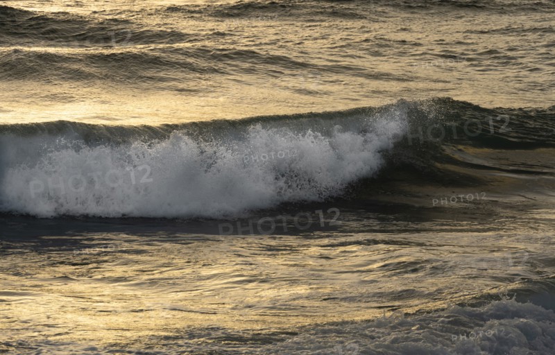 Dramatic ocean wave in golden light