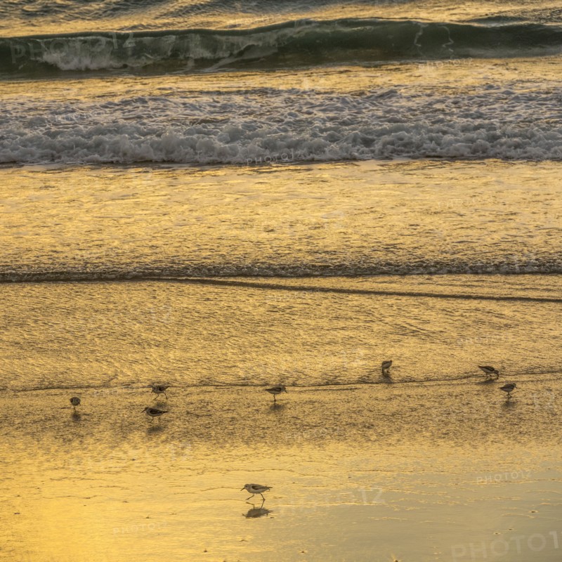 Sand pipers on beach at sunrise