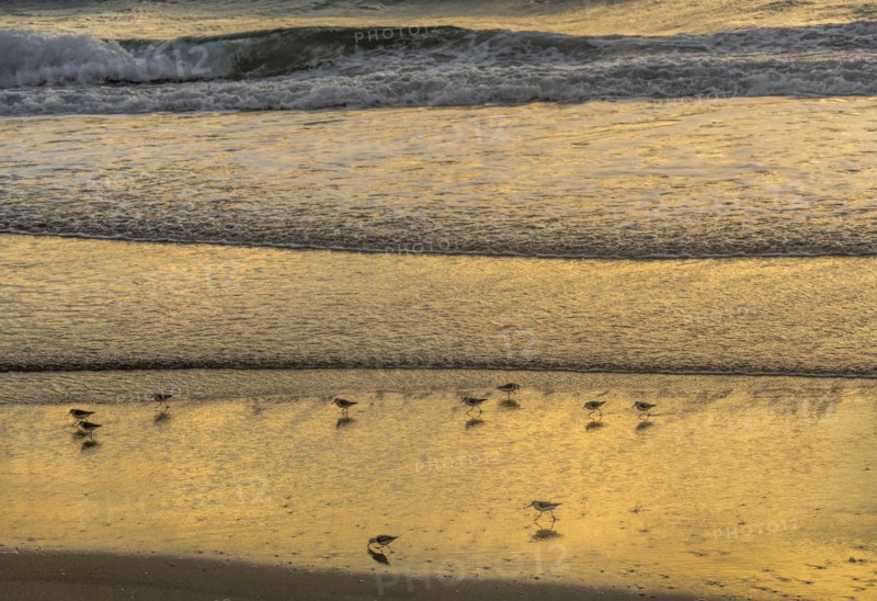 Sand pipers on beach at sunrise