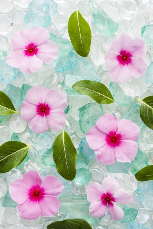 Pink flowers and green leaves on ice cubes