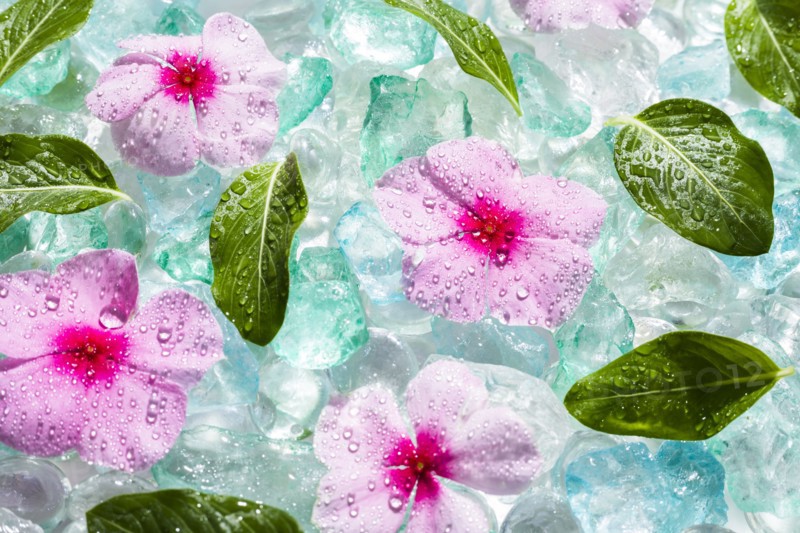 Pink flowers and green leaves on ice cubes