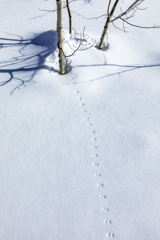 Animal tracks on fresh snow near Sun Valley Idaho on sunny winter day
