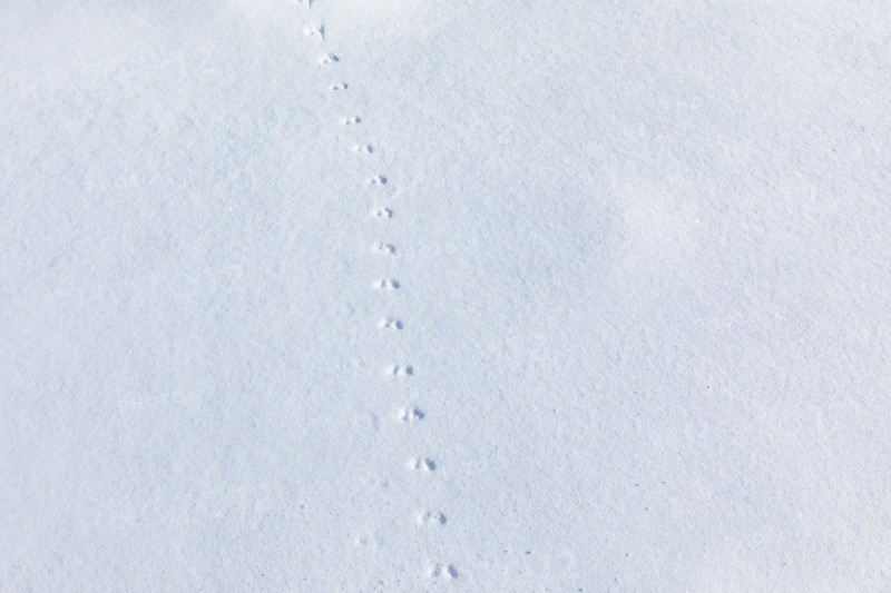 Animal tracks on fresh snow near Sun Valley Idaho on sunny winter day