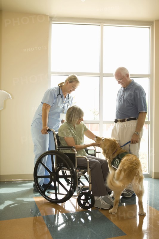 Dog assisted therapy for patient in wheelchair