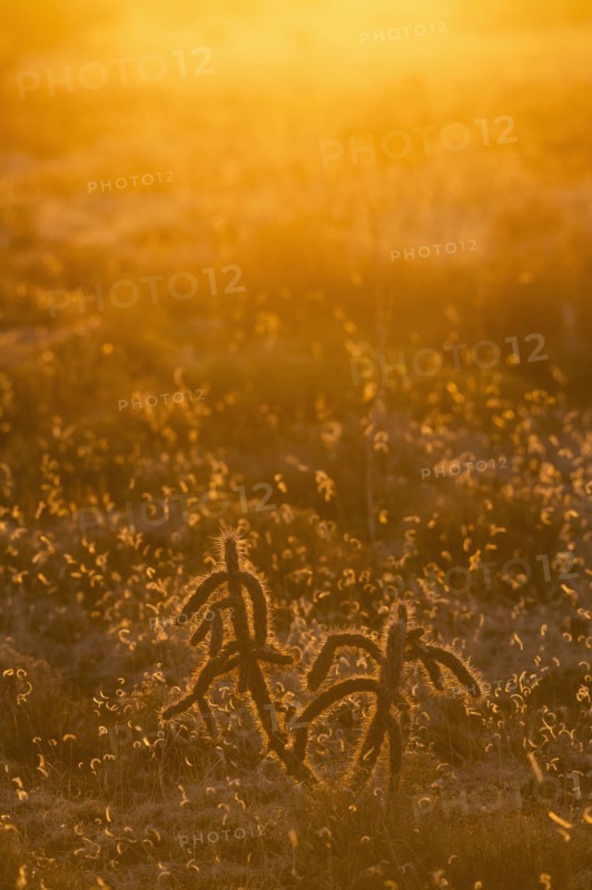 USA, New Mexico, Santa Fe, Cholla cacti at sunset