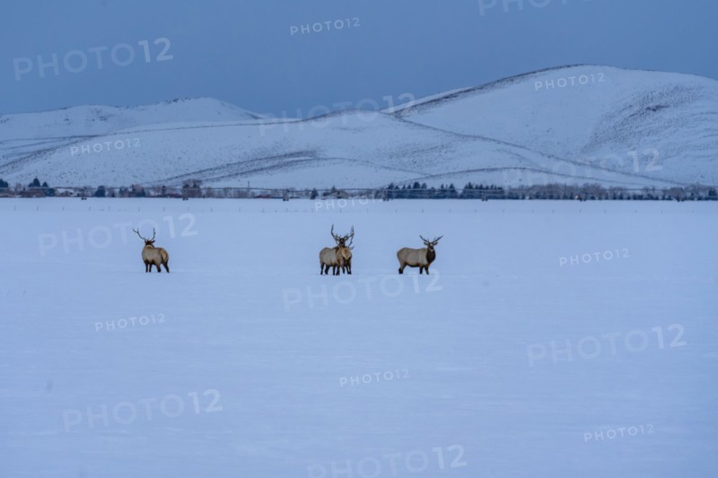 USA, Idaho, Bellevue, Herd of elks n snow covered field at morning