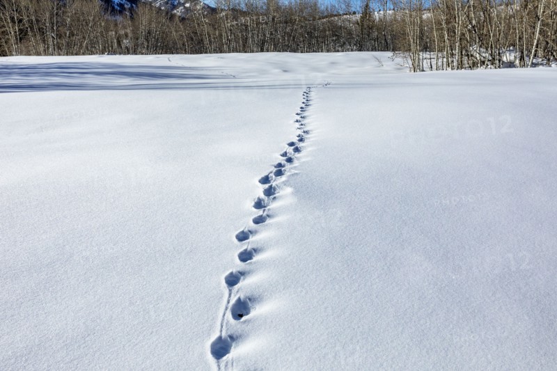 Animal tracks in snow covered field