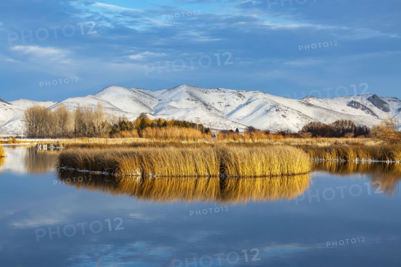 Reeds reflected in calm river in winter