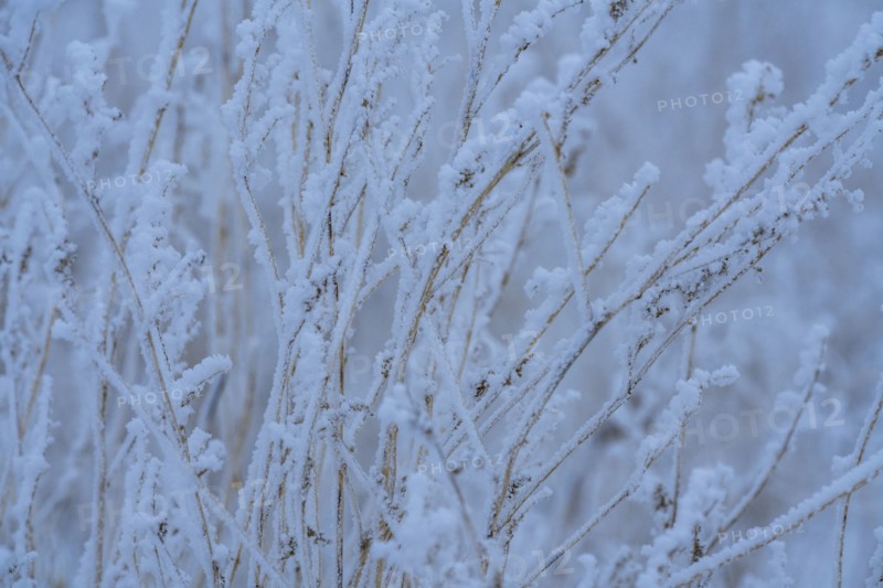 Close-up of frosty grass in field